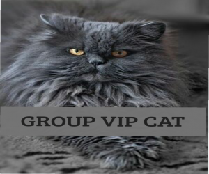 GROUP VIP CAT 